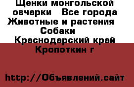 Щенки монгольской овчарки - Все города Животные и растения » Собаки   . Краснодарский край,Кропоткин г.